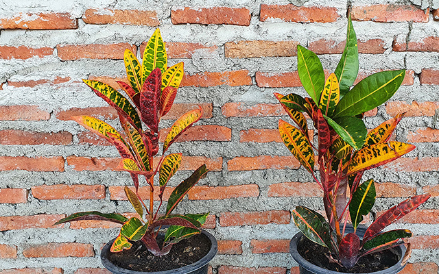 Jardim colorido: conheça 10 espécies de plantas sem folhas verdes para cultivar em casa