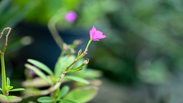 Conhecer o que nasce em casa muda a forma de olhar para o próprio cardápio. (Foto: Shutterstock)
 