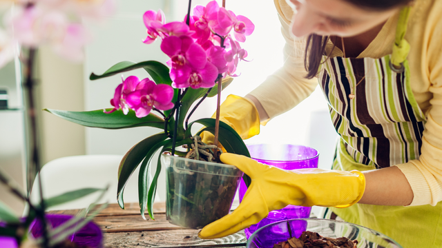 Esses são os 3 erros que a maioria comete com as orquídeas: aprenda com especialistas!