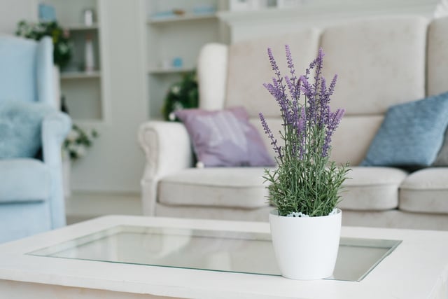 Lavanda em vaso: o que muitos jardineiros ignoram e bloqueia a floração, saiba como cuidar para um crescimento abundante
