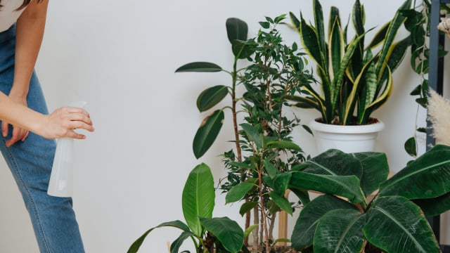 Felipe Castro, jardineiro: "Plantas de interior são, na verdade, plantas de sub-bosque. Se você as agrupar, elas crescerão melhor"