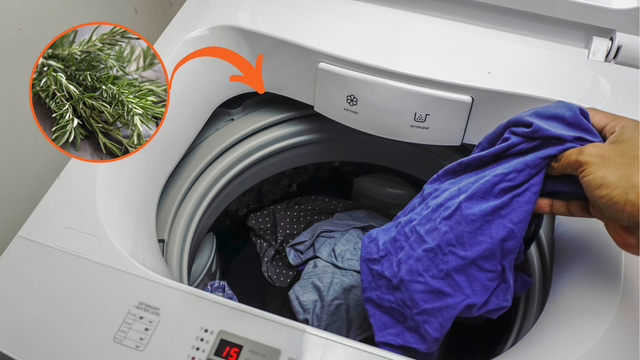 Por que as pessoas estão colocando alecrim na máquina de lavar? Truque inusitado pode trazer benefícios para as suas roupas