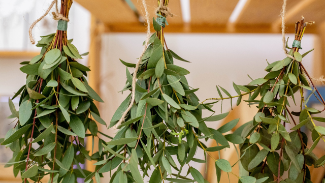 Planta no banheiro tem inúmeros benefícios além de decoração, mas existe uma especial que é a melhor de todas!