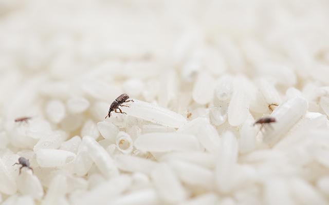 O que são esses bichinhos que dão no arroz e como se livrar deles muito fácil