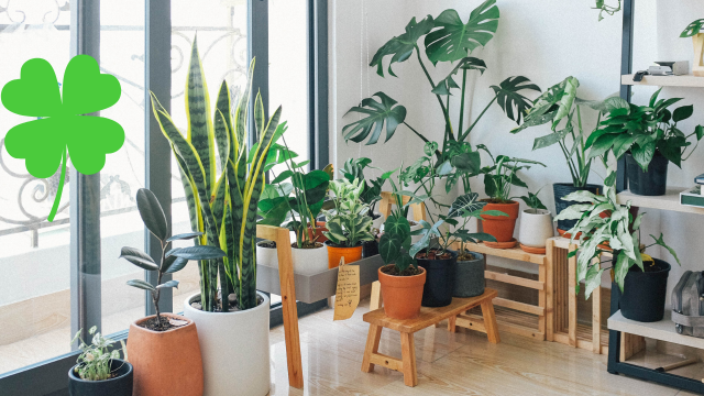 Já ouviu falar em plantas que afastam o azar? Elas existem e é melhor você ter em casa!