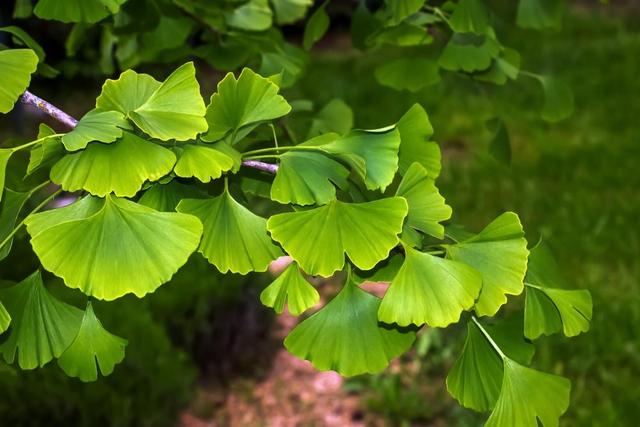 A planta milenar que fortalece o cérebro e a memória e você pode cultivar em casa
