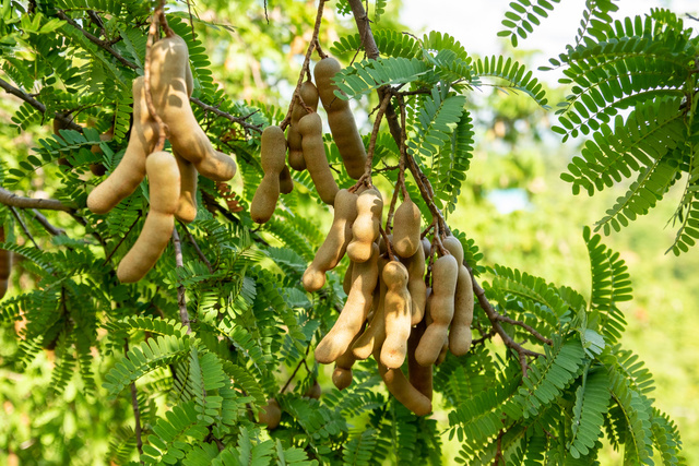 Árvore tropical e frutífera que muitos ignoram pode crescer com facilidade em qualquer quintal