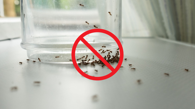 Como preparar uma mistura com folha de louro e vinagre para não sobrar nenhuma formiga na sua casa