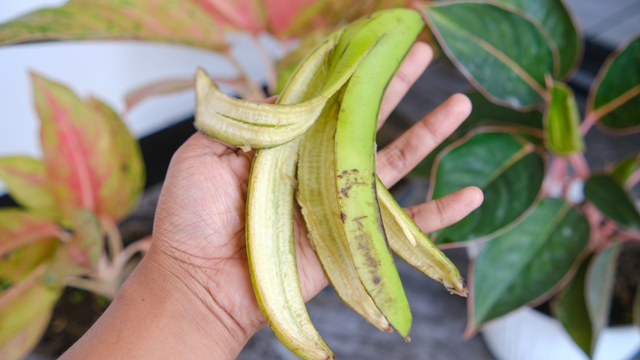 Quase todo mundo joga fora, mas o TudoGostoso explica por que a casca de banana é um verdadeiro tesouro