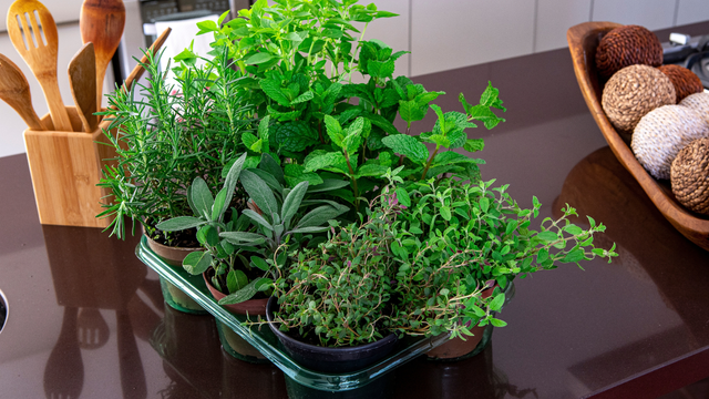 Mesmo quem mora em apartamento pode montar uma pequena horta de temperos. (créditos: Shutterstock)