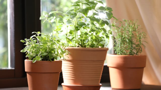 Três plantas que afastam as baratas da sua casa e que você encontra em qualquer mercado