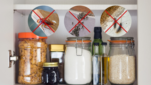 Levei 40 anos pra descobrir isso: truque simples espanta barata, formiga e traça da despensa e armários