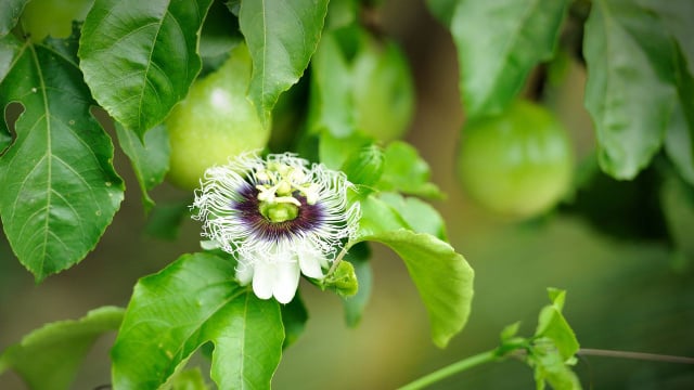 A trepadeira que transforma a decoração do quintal com uma cortina de flores e ainda dá frutos em abundância