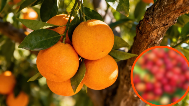 Nem só de laranja vive a vitamina C: conheça a fruta que tem até 100 vezes mais do nutriente e é fácil de encontrar
