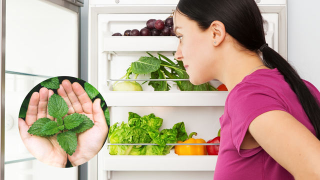 Para que serve deixar ramos de hortelã na geladeira?