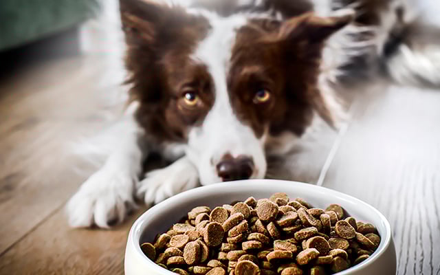Nem dois, nem três dias: com que frequência você deve trocar a tigela de comida do seu animal de estimação