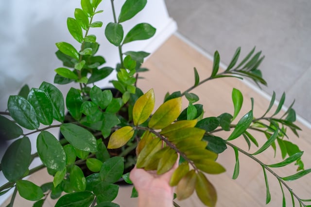 Não erre mais no cultivo: a sua zamioculca vai explodir folhas com as dicas simples do cientista ecológico Murilo Soares