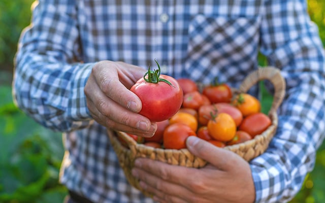 Kelly Batista, agrônoma, sobre o novo tomate: "Uma das mudanças mais marcantes na tomaticultura está na incorporação de tecnologias diretamente na lavoura"
