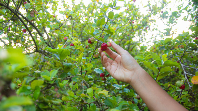 Ideal para casas pequenas: a árvore produz frutos no verão, não cria raízes profundas e requer pouca manutenção