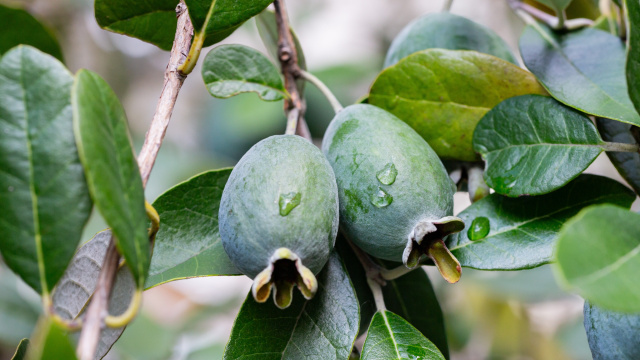 O fruto pouco conhecido cheio de fibras, nutritivo e com poucas calorias que você pode plantar em casa
