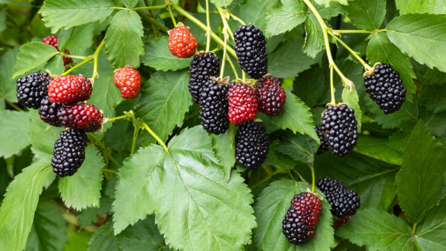 Guia completo para você plantar amora em casa e aproveitar os benefícios dessa fruta vermelha!