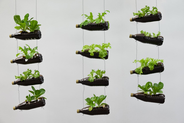 Tenha hortaliças frescas sempre que quiser usando uma garrafa PET para plantá-las, é muito simples!