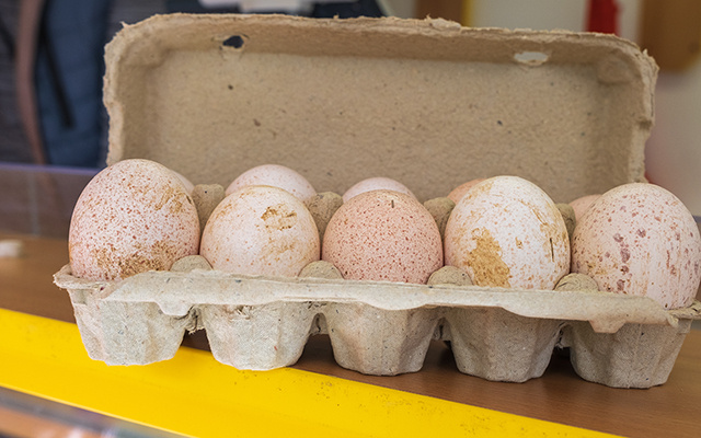 Afinal, por que é que não comemos ovos de peru? Não tem relação com sabor ou nutrição...
