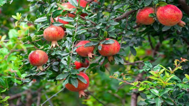 Se você sempre esquece de regar suas plantas, essa árvore frutífera é perfeita para a sua casa: com frutos vermelhos, ela sobrevive semanas de seca!