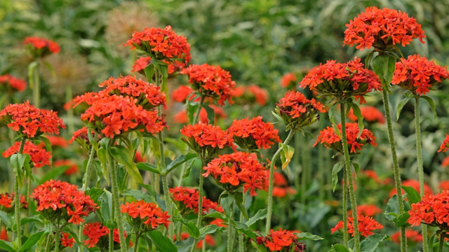 Linda como rosa, forte como erva daninha: a flor dos sonhos de qualquer quintal
