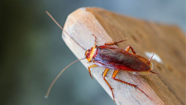 As baratas não têm uma capacidade de voo tão controlada como outros animais e podem mudar o trajeto repentinamente (Créditos: Shutterstock)