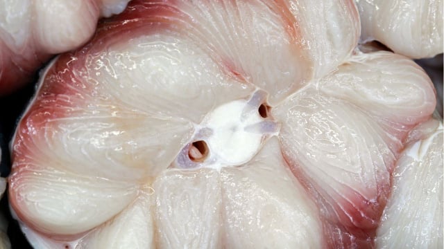 O peixe que faz parte da alimentação de muitos brasileiros por ser barato, mas poucos sabem os cuidados que se deve ter ao consumi-lo