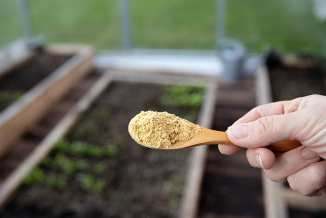 Adeus, formigas nas plantas: aprenda o truque simples com cascas de alho e cravos-da-índia que vão te livrar do problema!