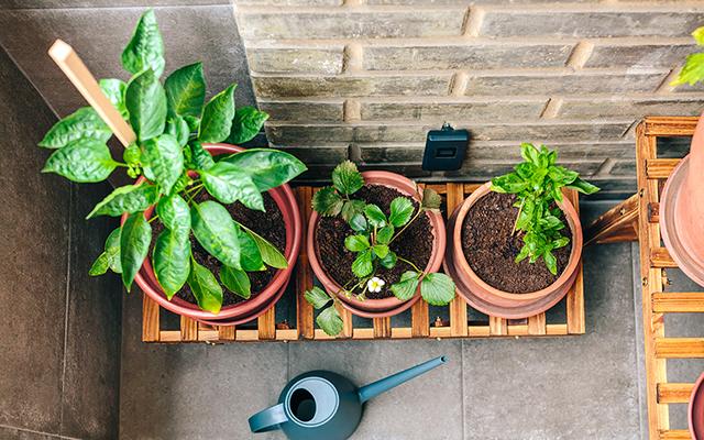 Plantar árvores frutíferas em casa pode ser mais fácil do que você imagina: 3 opções que não precisam de sol