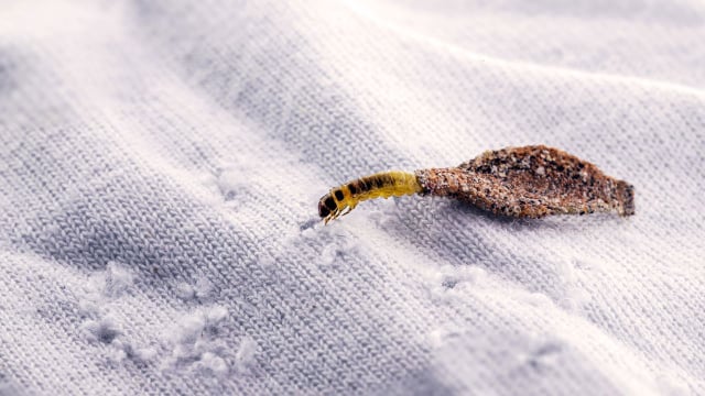 Dois ingredientes baratos e as traças desapareceram do armário como se tivessem sido levadas pelo vento: não me preocupo mais com roupas com esse truque do TudoGostoso
