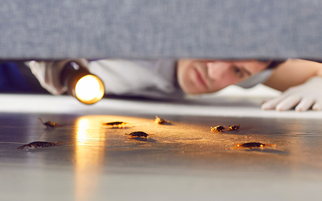 O que significa quando as baratas voltam pouco tempo depois da dedetização?