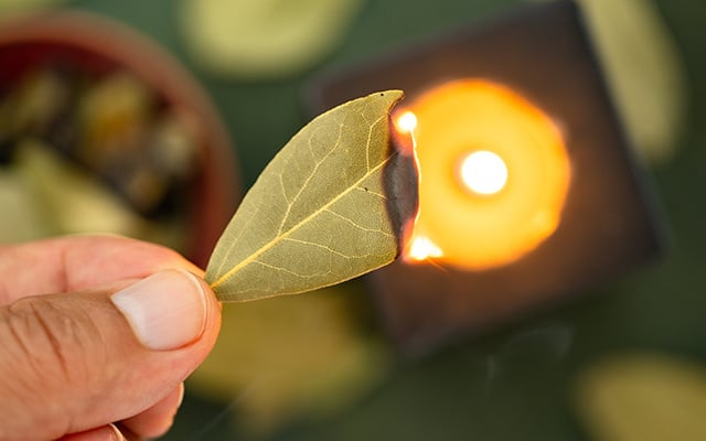 Veja por que você deve queimar folhas de louro em sua casa