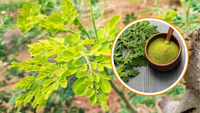 Conheça a moringa, planta poderosa que protege o fígado, imunidade e intestino