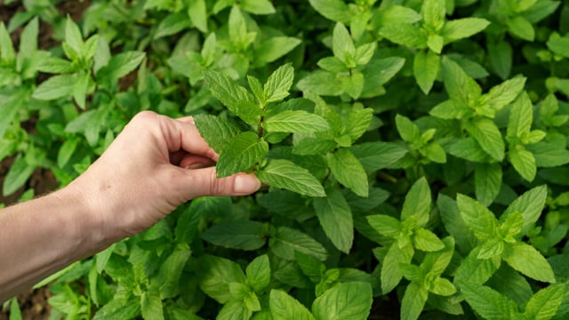 A hortelã é muito benéfica para o quintal, criando um ambiente favorável para as outras plantas (Créditos: Magnific)