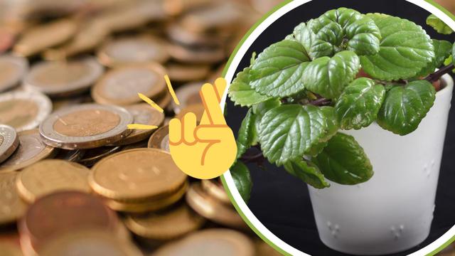 O truque pouco conhecido para transformar a sua planta do dinheiro em um verdadeiro amuleto verde
