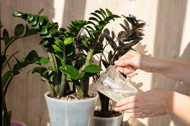 É possível cultivar plantas até nos cantos escuros da casa desde que sejam essas 3 espécies