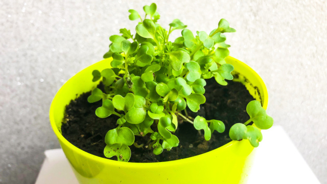Aprendi como plantar mostarda em casa com um amigo apaixonado por jardinagem: pode ser num vaso ou canteiro