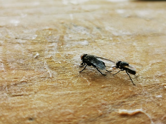 Além da mistura natural, manter a cozinha limpa e os alimentos protegidos faz toda a diferença para evitar a visita desses insetos. (créditos: Shutterstock)