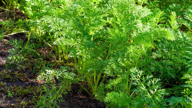 Culinária sustentável com o aproveitamento integral dos vegetais no dia a dia. (Foto: Shutterstock)