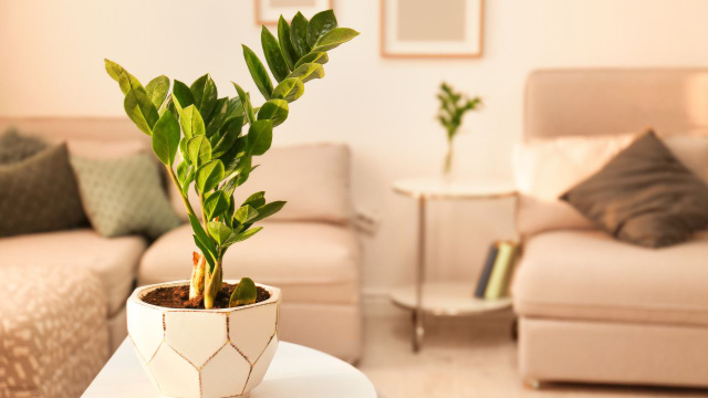 Para começar o ano com o pé direito e a casa decorada: 7 plantas ornamentais para atrair a sorte