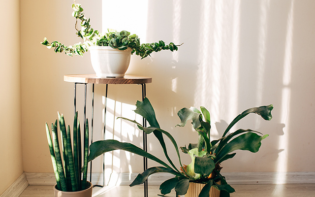 Aprendi com um jardineiro: o que realmente faz diferença para plantas de apartamento quando o calor aumenta