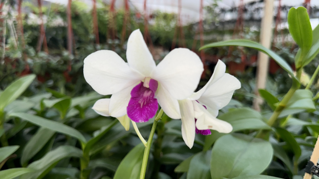 O tipo de orquídea mais fácil de cultivar em casa: descobri o segredo de jardineiro para adubar essa planta versátil