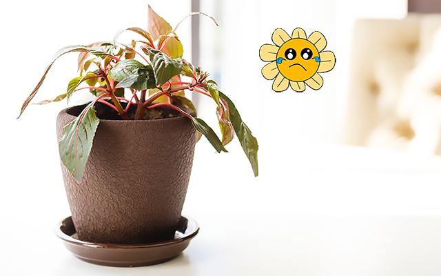 É por isso que a sua planta está triste, ela está no lugar errado