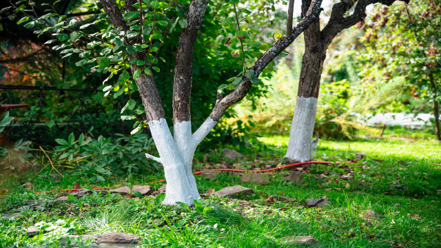 Práticas simples de jardinagem que preservam a estrutura do tronco e aumentam a longevidade das árvores frutíferas. (Foto: Shutterstock)