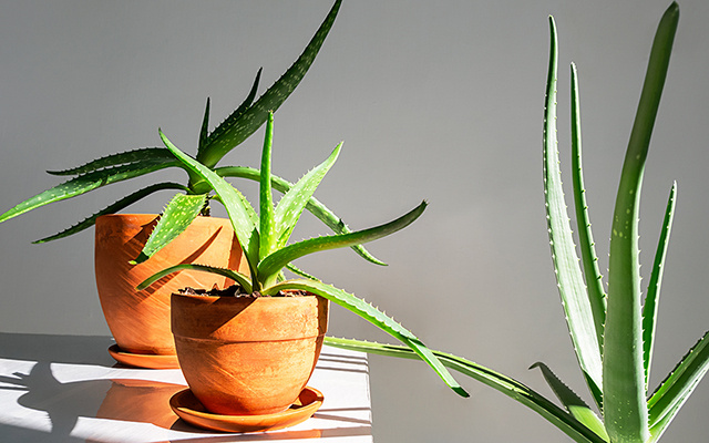 Fácil de cultivar, folha rica em fibras que ajuda no controle do açúcar no sangue cresce até dentro do apartamento