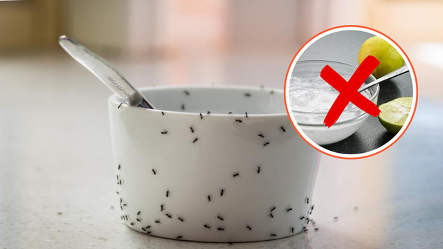 Livre-se das formigas na sua cozinha sem limão ou bicarbonato de sódio: uma solução natural eficaz